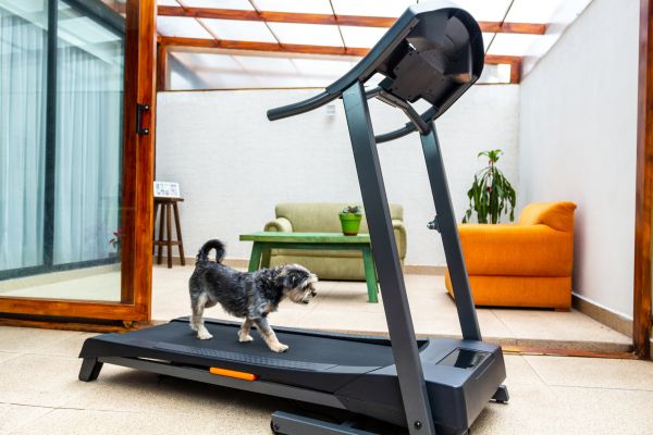 Cost of Treadmill Installation in Bellevue