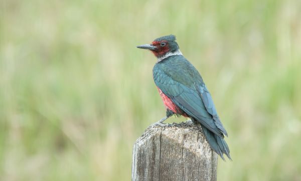 Cost of Woodpecker Hole Patching in Bellevue
