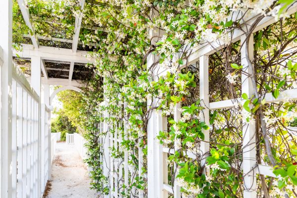 Cost of Trellis Repair in Bellevue