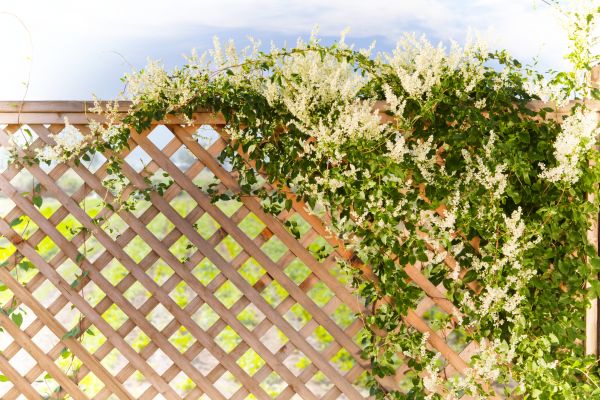 Cost of Lattice Repair in Bellevue