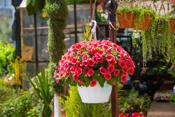 Cost of Hanging Planter Installation in Bellevue